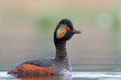 Black-necked grebe or eared grebe. Bird in breeding plumage on water. Podiceps nigricollis