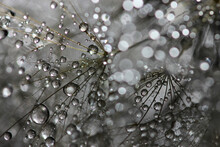 Macro View Of Water  Drops On Dandelion 