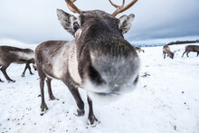 Closeup Reindeer In Arctic Fells In Winter Norway