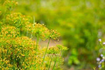 Wall Mural - Blooming grass flower