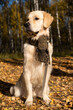 Portrait of adorable golden retriever with scarf on bright autumn day