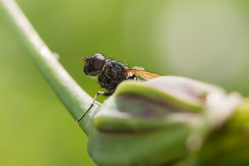 Wall Mural - Tachinid fly perched on a green leaf