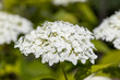 © Sergey - Hydrangea flower. Detailed macro view. Flower on a natural background, soft light.