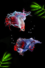 Wall Mural - Siamese fighting fish on a black background with green algae.