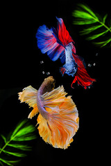 Wall Mural - Siamese fighting fish on a black background with green algae.