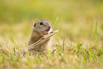 european ground squirrel, spermophilus citellus, feeding with grain on a meadow in summer. little so