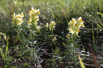 Wall Mural - Yellow wildflowers grow in the meadow in summer