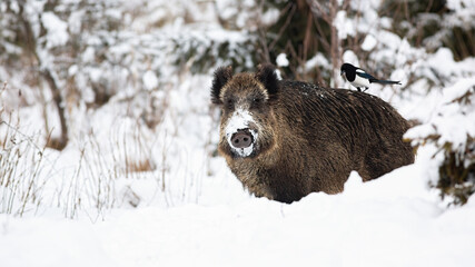 Wall Mural - wild boar, sus scrofa, standing on white field in wintertime nature. dirty mammal with hairy fur loo
