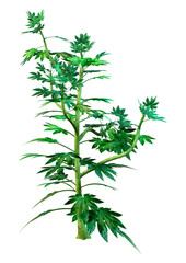 Sticker - 3D Rendering Japanese Aralia Plant on White