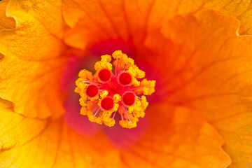 Wall Mural - Extreme macro of red and orange Hibiscus stamens with a shallow depth of field background. Floral detail. 