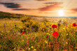 wild flowery meadow at sunset