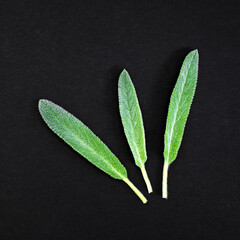 Fotomurales - Green leaves on black background flat lay top view. Abstract background with fresh leaves, texture of fluffy leaves. Natural background. Plant pattern. Ecology, velvet leaf, contrasting shadows