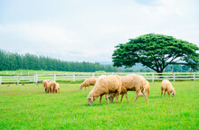 A Lot Sheep On Meadow,Flock Of Sheeps Grazing In Green Farm