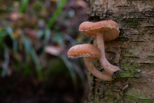 Armillaria Mellea Or Honey Mushrooms On The Stump