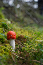 Toxic Mushroom In The Autumn Forest. Beautiful But Deadly Poisnnous Red Wild Mushroom In The Woods