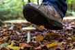 A person in forest trample the amanita mushroom. Concept of the danger of mushroom poisoning.