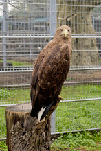 White-tailed Eagle At The Zoo.