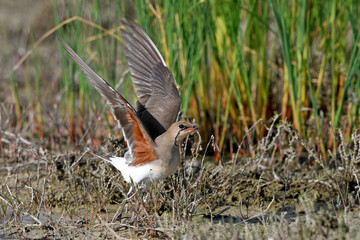 Wall Mural - Rotflügel-Brachschwalbe (Glareola pratincola), Griechenland // Red-winged pratincole from Greece 