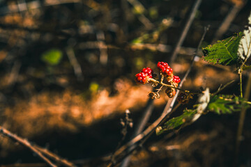 Wall Mural - Background image of wild raspberries or blackberries in the forest