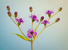 Macro View Of Flower Cluster Of Tall Ironweed (Veronia Gigantea), A Wildflower Native To Eastern North America.
