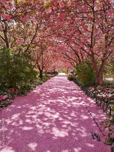 Fototapety różowe  chodnik-w-parku