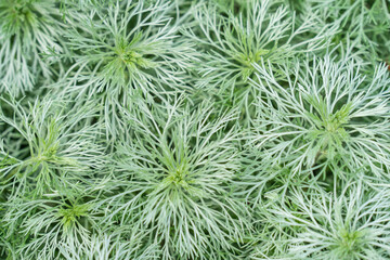  Artemisia schmidtiana or Nana is a compact, semi evergreen perennial forming a low, spreading mound, with soft, silvery leaves divided into hair like lobes
