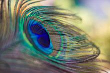 Close Up Shot Of Peacock Feather Captured With Shallow Depth Of Field