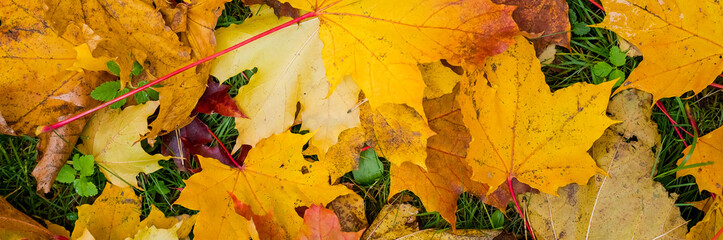 Wall Mural - autumn background with maple leaves.warm colors of autumn. maple leaves covering the ground.multicol