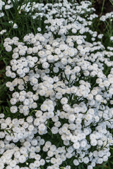 Wall Mural - Small white flowers of gypsophila with petals, with green leaves and stems in garden, in field. Sunny day