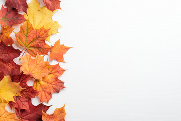 autumn colorful maple leaves on white background. season background. autumn frame, thanksgiving bann