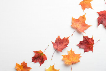 autumn composition. colorful maple leaves on white background. flat lay, top view. autumn, fall conc