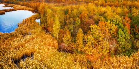 yellow autumn forest and lake aerial panoramic view
