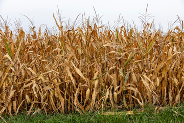 Midwest Corn Field