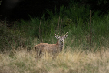 Wall Mural - red deer in wild nature. deer during the rutting time. autumn on the mountains in the animal kingdom