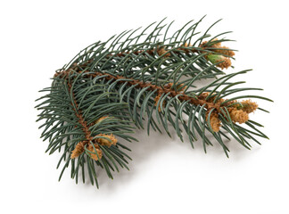 spruce branch