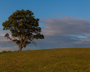 tree on a hill