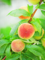 Wall Mural - Ripe delicious fruit