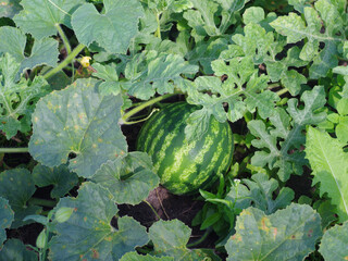 Wall Mural - Watermelon growing in a garden bed