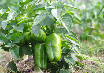 Canvas Print - green Bell pepper