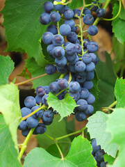 Canvas Print - A bunch of ripe blue grapes in close-up.