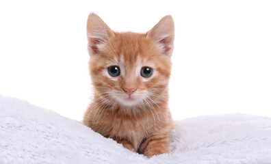 Beautiful orange kitten in front of a white background