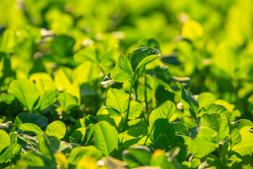 Bright lush green grass in the sunlight.