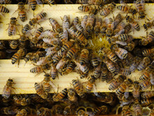 Honey Bees On Honey Comb