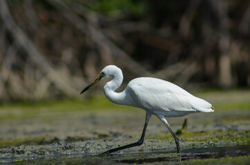 Little Egret ( Egretta Garzetta ) on water with nature backgroun