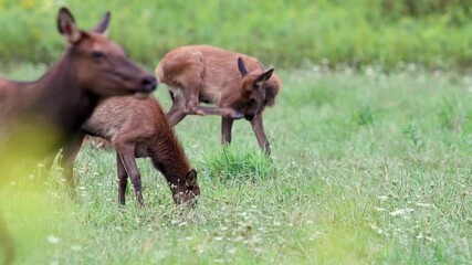 Wall Mural - Bull Elk Video Clip in 4k