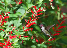 Close Up Of One Ruby Throated Hummingbird Drinking Nectar From Pineapple Sage Flowers. It Is By Far The Most Common Hummingbird Seen East Of The Mississippi River In North America.
