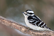 Close Up Of A Female Downy Woodpecker Perched On A Tree Branch
