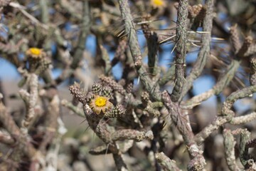 Wall Mural - Yellow florescences bloom from Slender Cholla, Cylindropuntia Ramosissima, Cactaceae, native hermaphroditic perennial shrub in Joshua Tree National Park, Southern Mojave Desert, Summer.