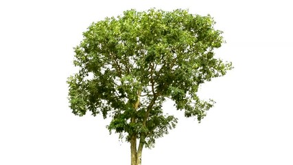 Large trees with edible fruits are completely separated from the white background.