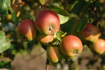 a close up of apples on a branch in an orchard on a sunny autumn day, selective focus. bi-colored va